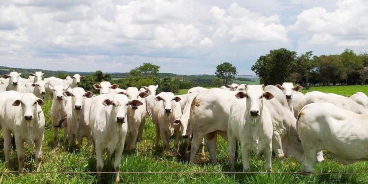 Prazo para vacinação do rebanho contra a raiva termina dia 31