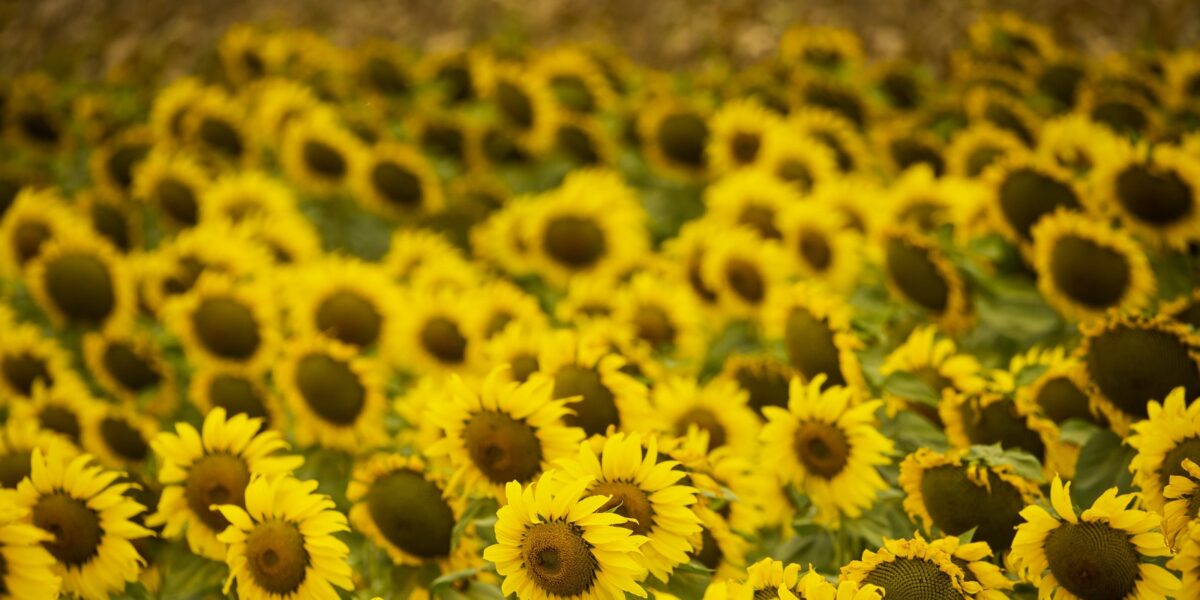 Goiás se isola na liderança da produção de sorgo e girassol no país