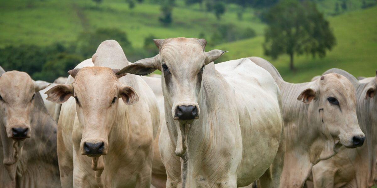 Autorizados R$ 66,4 milhões em financiamentos do FCO Rural em Goiás