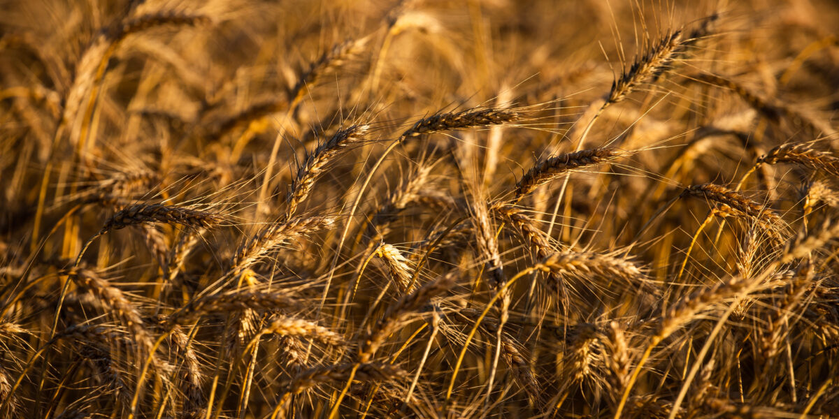 Produção goiana de trigo tem previsão de recorde na Safra 2023