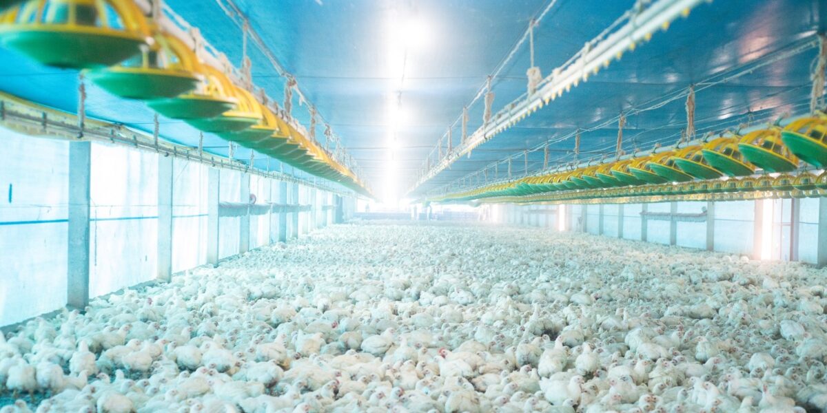 Abate de frangos cresce no 1º trimestre e Goiás registra recorde na atividade