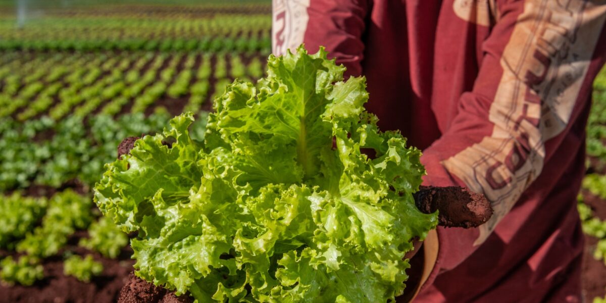 Governo de Goiás divulga edital do PAA Goiás 2023