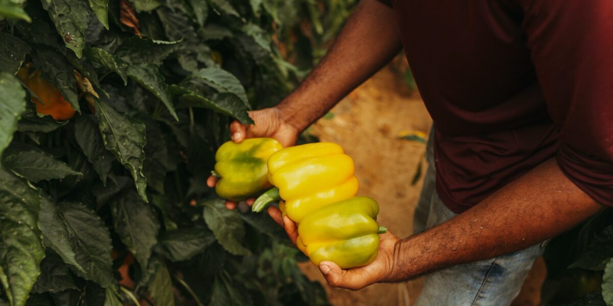 Prazo para cadastro no Programa de Aquisição de Alimentos termina nesta terça-feira, 18