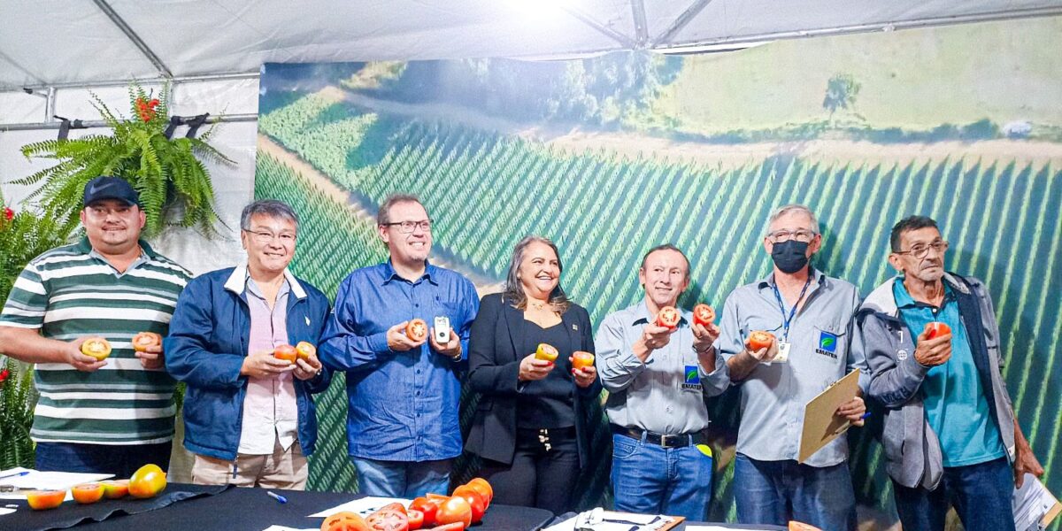 Concurso da Emater elege o melhor tomate de Goianápolis