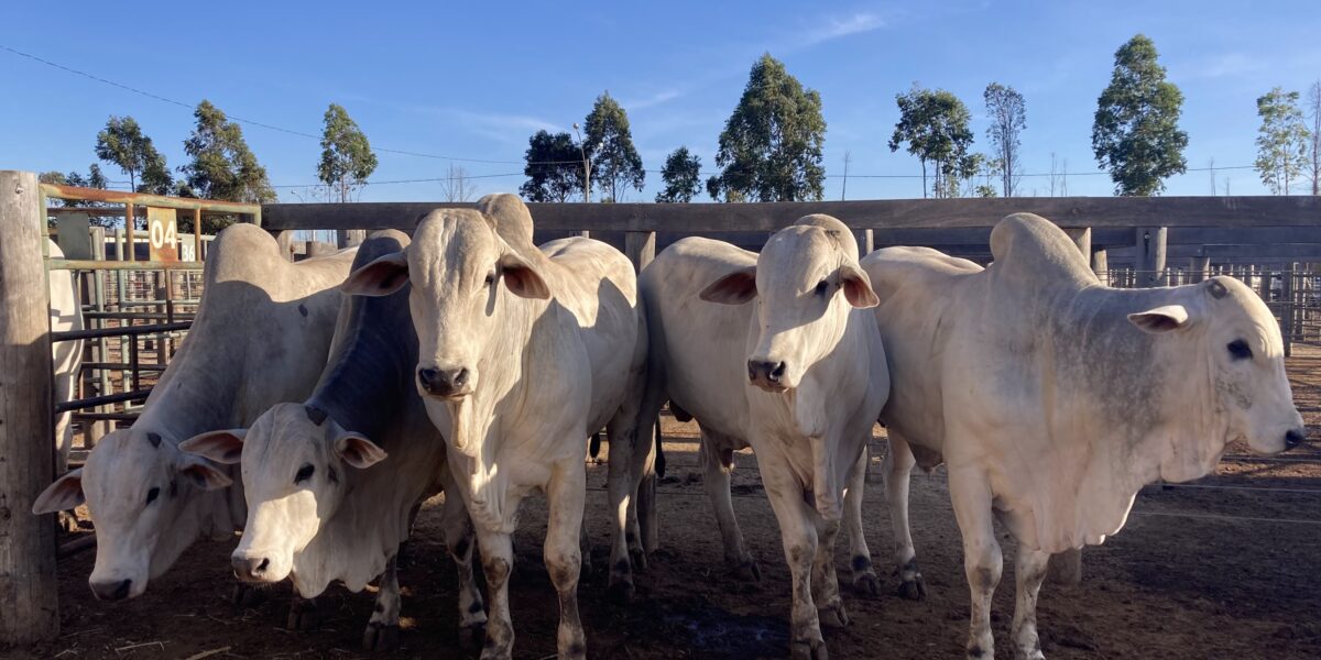 Emater e ABCZ realizam feira Pró-Genética em Sanclerlândia nesta sexta-feira (11)