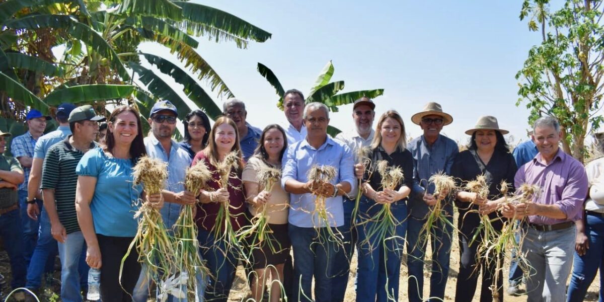 Dia de Campo divulga benefícios da cultura do alho em Perolândia