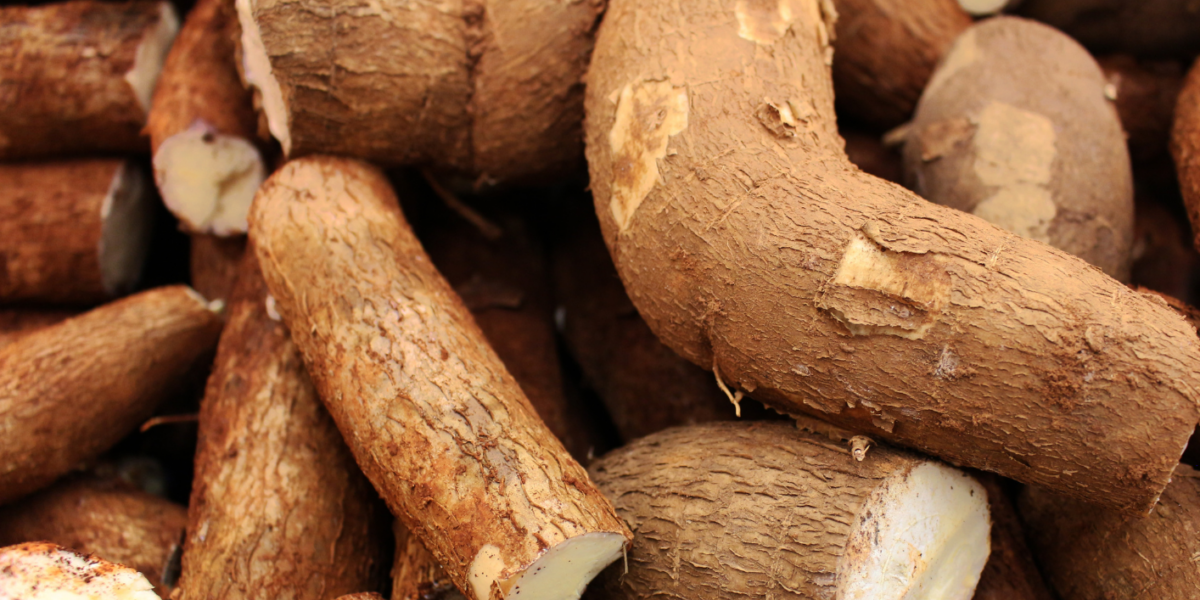 Emater realiza Dia de Campo sobre cultura da mandioca em Goianésia, nesta terça-feira (22)