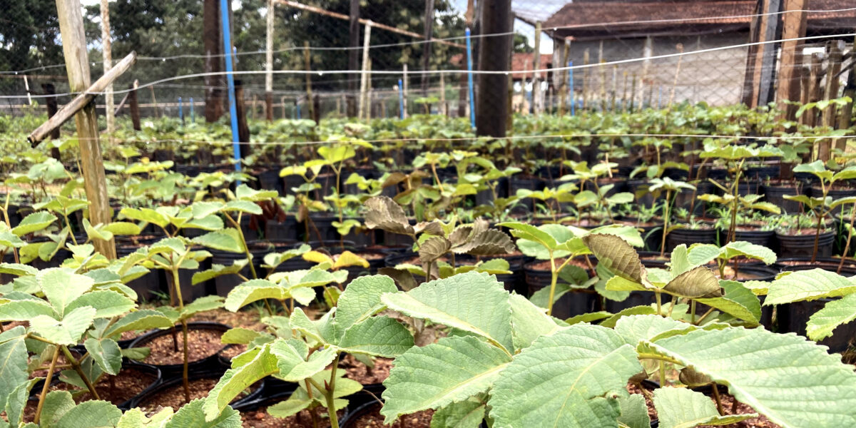 Pequi sem espinhos: formulário para aquisição de mudas está disponível no site da Emater