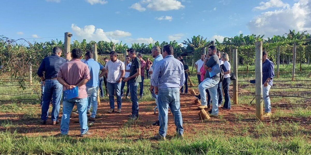 Governo de Goiás publica edital de seleção de novos produtores para o projeto de Fruticultura do Vão do Paranã