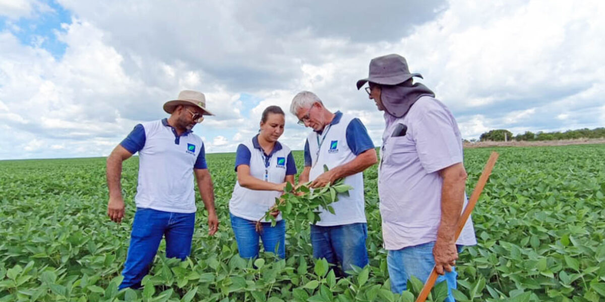 Expedição Safra 2024: Emater participa de evento que visa checar a situação de soja em Goiás
