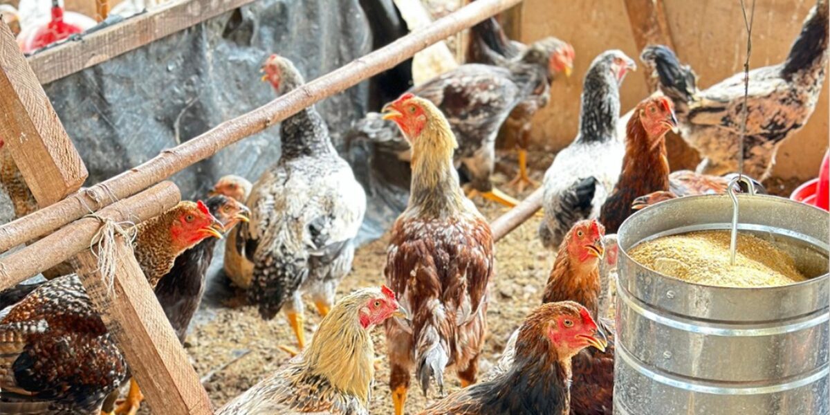 Com a assistência da Emater, produtor aposta na criação de galinha caipira em Rio Verde