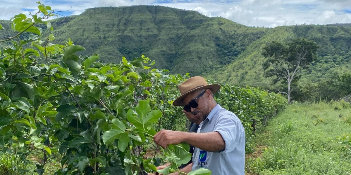 Emater realiza Dia de Campo  para capacitar produtores do projeto de Fruticultura Irrigada do Vão do Paranã