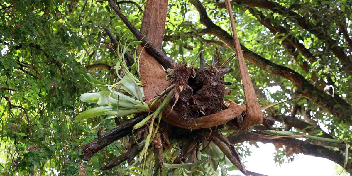 Emater doa coleção de bromélias e orquídeas para o Jardim Botânico de Goiânia