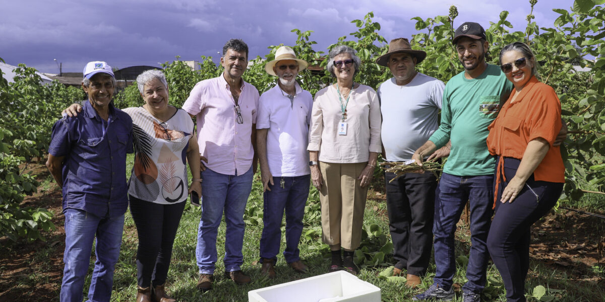 Emater inicia entrega das hastes de pequi aos viveiristas