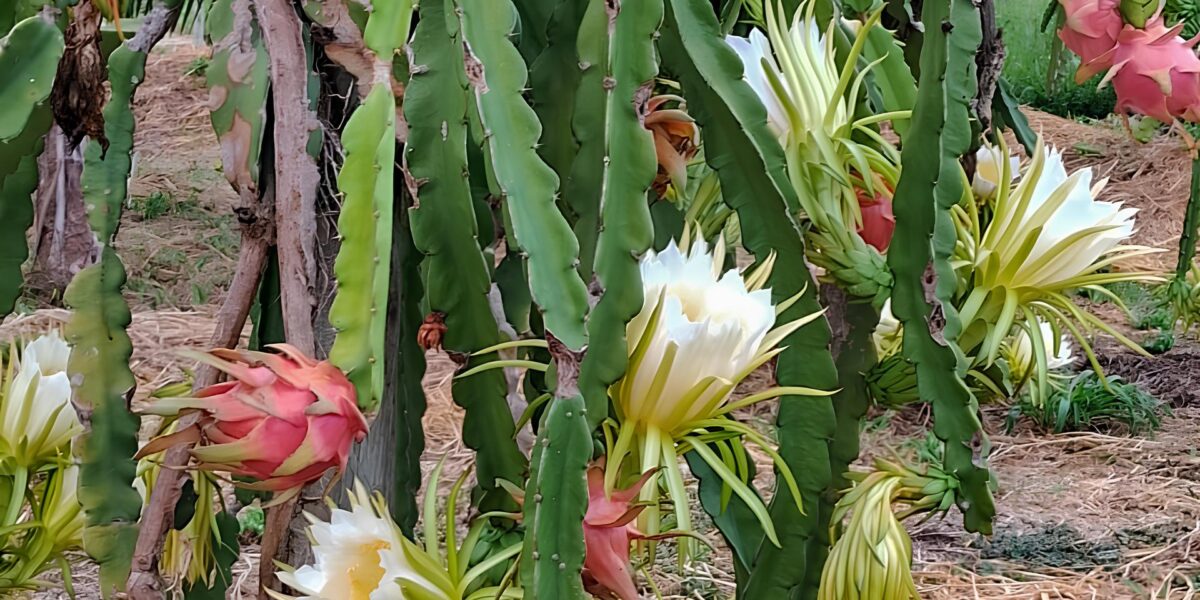 Assistido pela Emater, produtor aposta na produção de pitayas em Serranópolis