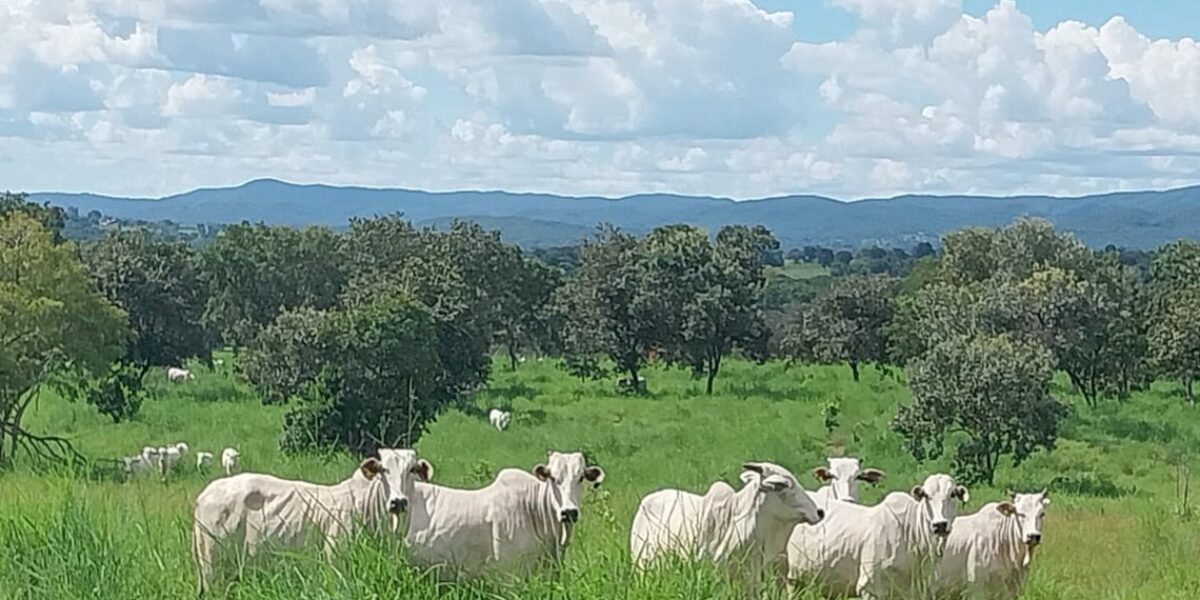 Fazenda Redentor é case de sucesso de projeto realizado pela Emater