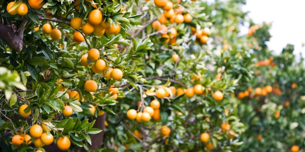 Especialista da Emater faz panorama da citricultura em Goiás e  alerta sobre a doença greening
