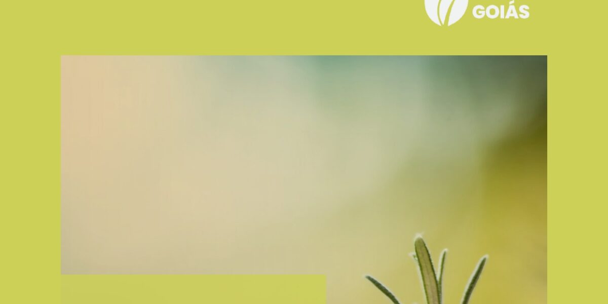 Cartilha – Estaquia