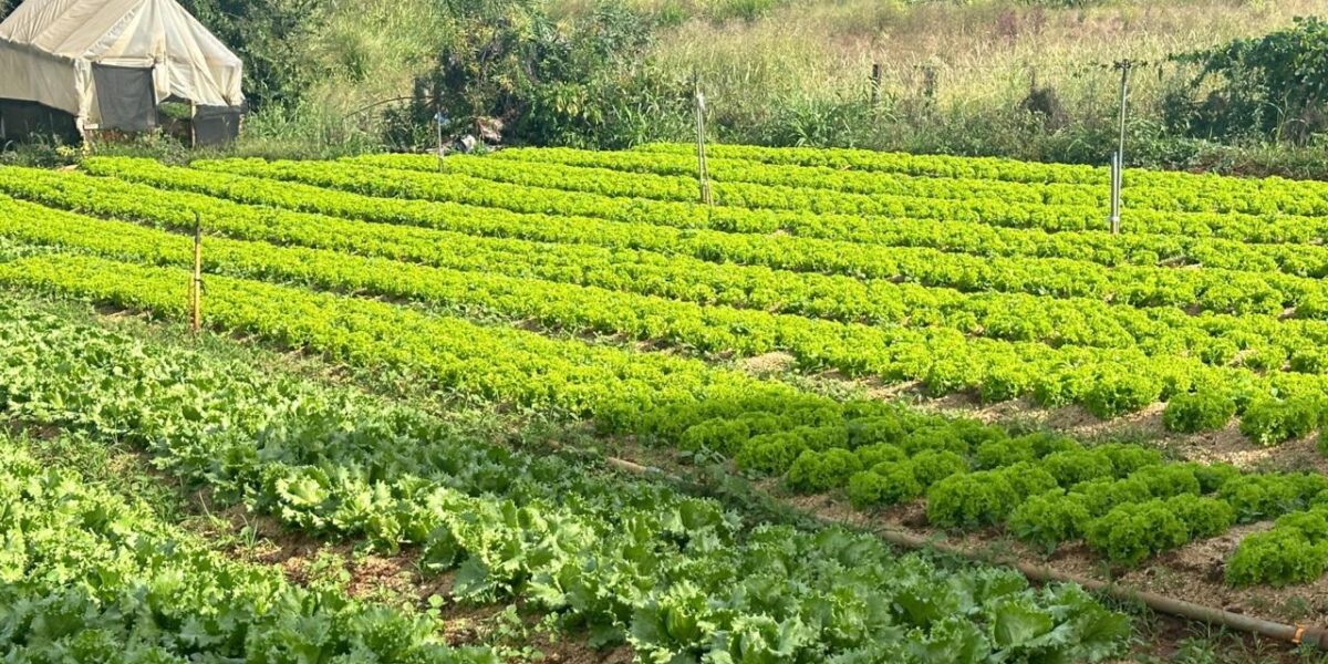 Plano Safra destina R$ 76 bi em crédito para a agricultura familiar