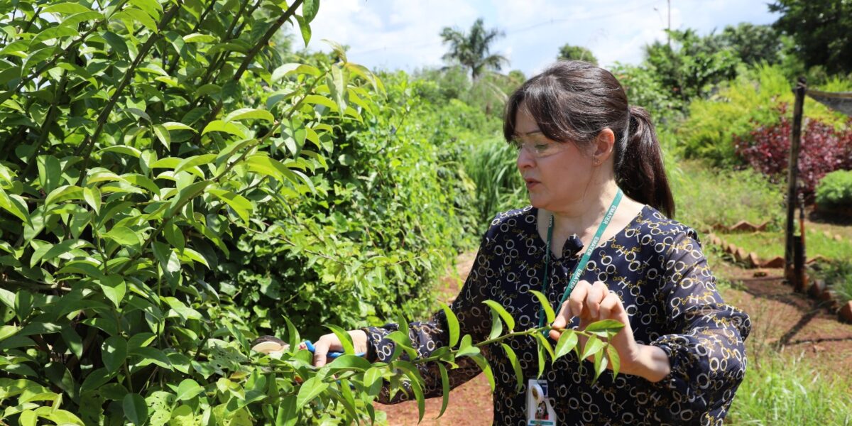 Governo de Goiás abre processo seletivo com 25 vagas temporárias para Emater