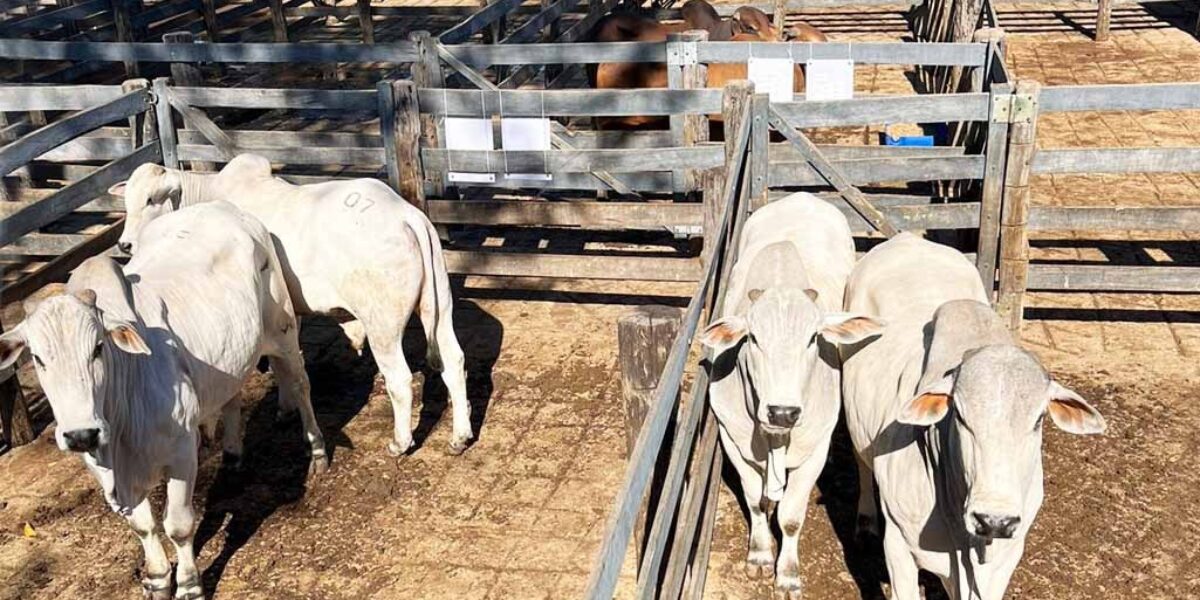 Emater Goiás e ABCZ promovem feira Pró-Genética em Uruana