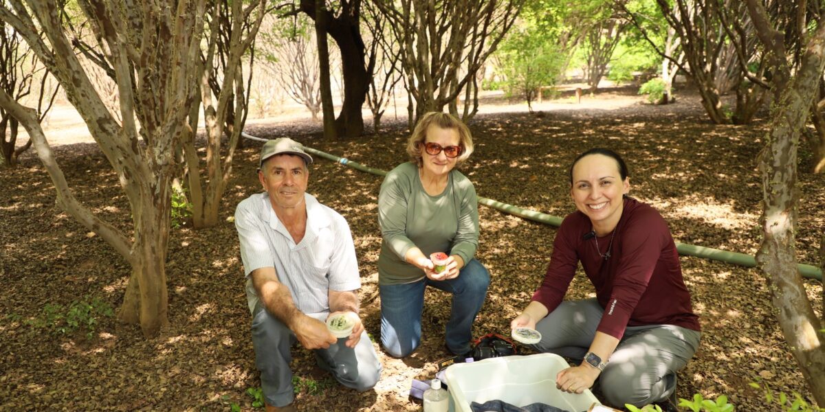 Emater Goiás intensifica pesquisa para identificar espécies de jabuticaba, em Hidrolândia