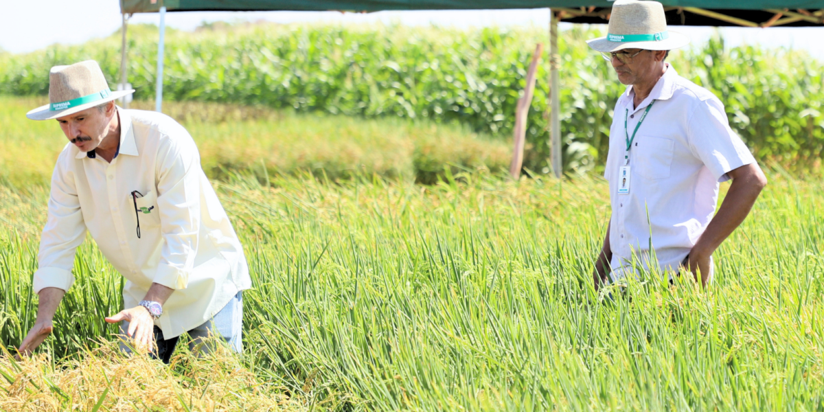 Emater Goiás e Embrapa desenvolvem pesquisa sobre uso de bioinsumos no cultivo de arroz em Porangatu
