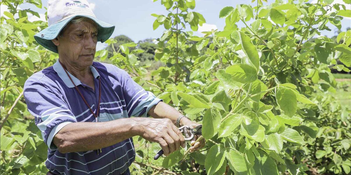 Emater Goiás abre novo formulário para viveiristas interessados em adquirir hastes de pequi