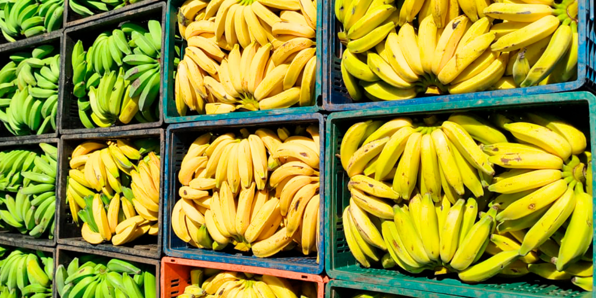 Retrospectiva 2024: PAA investiu R$ 26 milhões no fortalecimento da agricultura familiar em Goiás