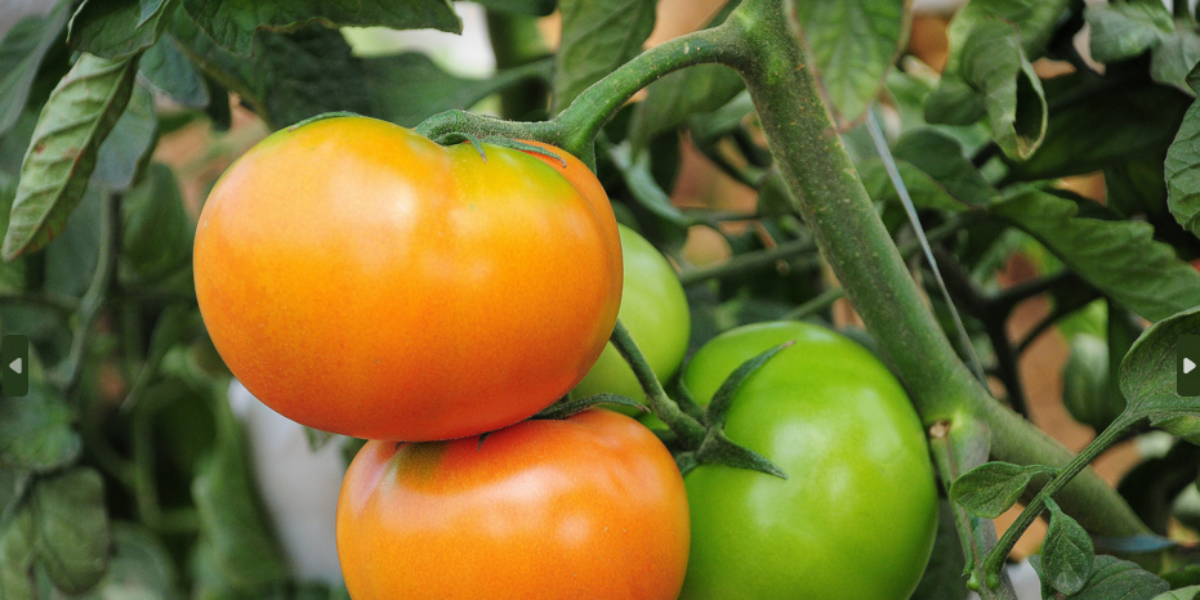 Produtor de tomate atendido pela Emater protagoniza história de sucessão familiar no campo