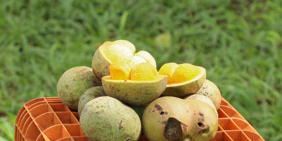 Lei que protege o pequi é sancionada pelo Governo Federal