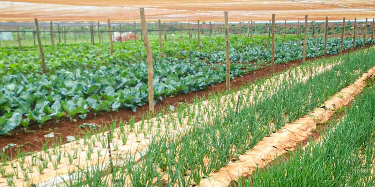 Especialista da Emater orienta agricultores a evitar prejuízos no período de chuva