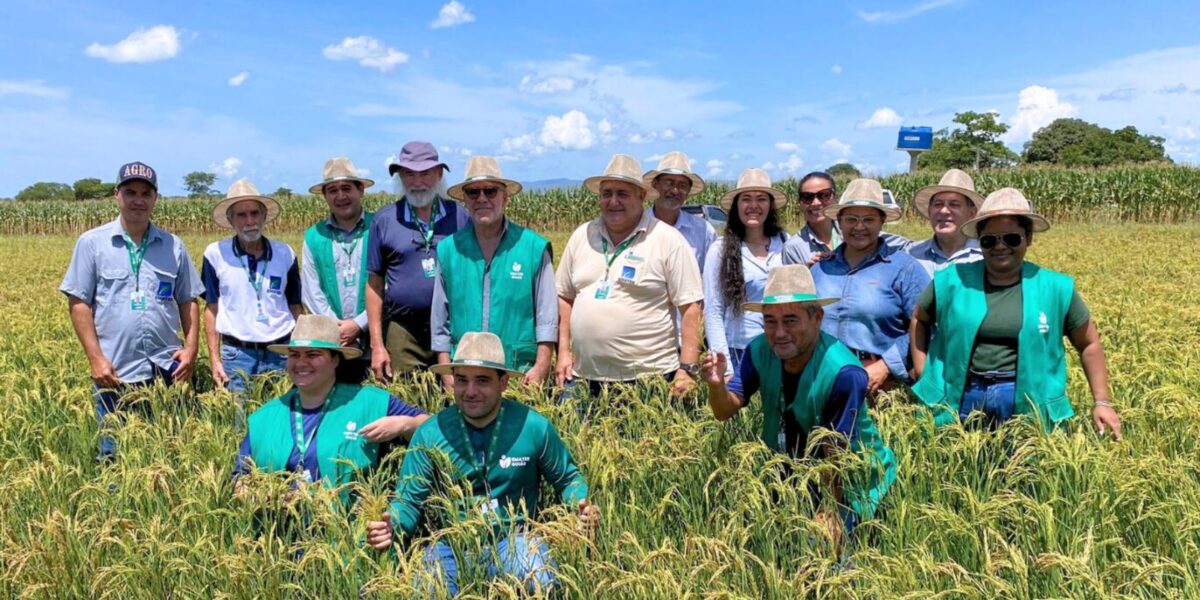 Emater Goiás participa em Dia de Campo sobre arroz em Porangatu