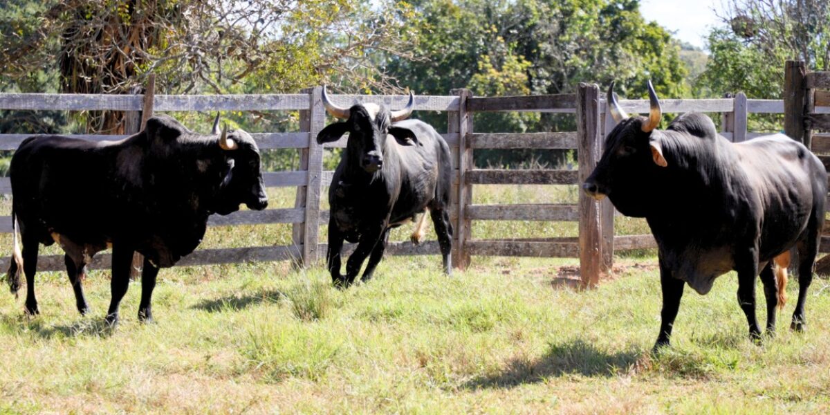 Emater Goiás divulga venda pública de bovinos excedentes da Estação Experimental Santa Vitória
