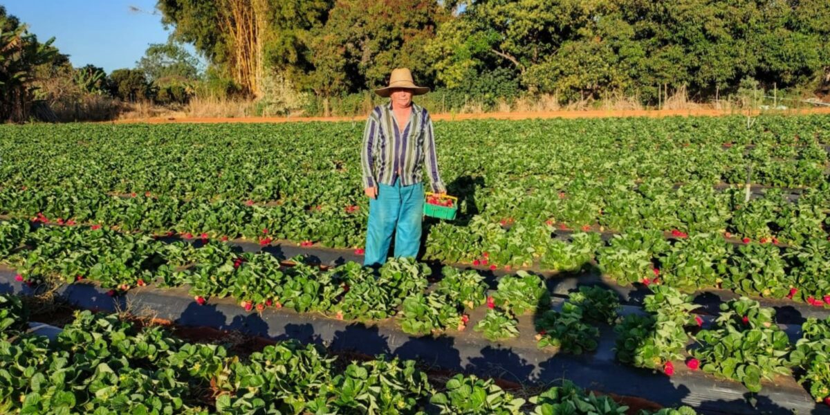 Com apoio da Emater Goiás, produção de morango se destaca em Águas Lindas