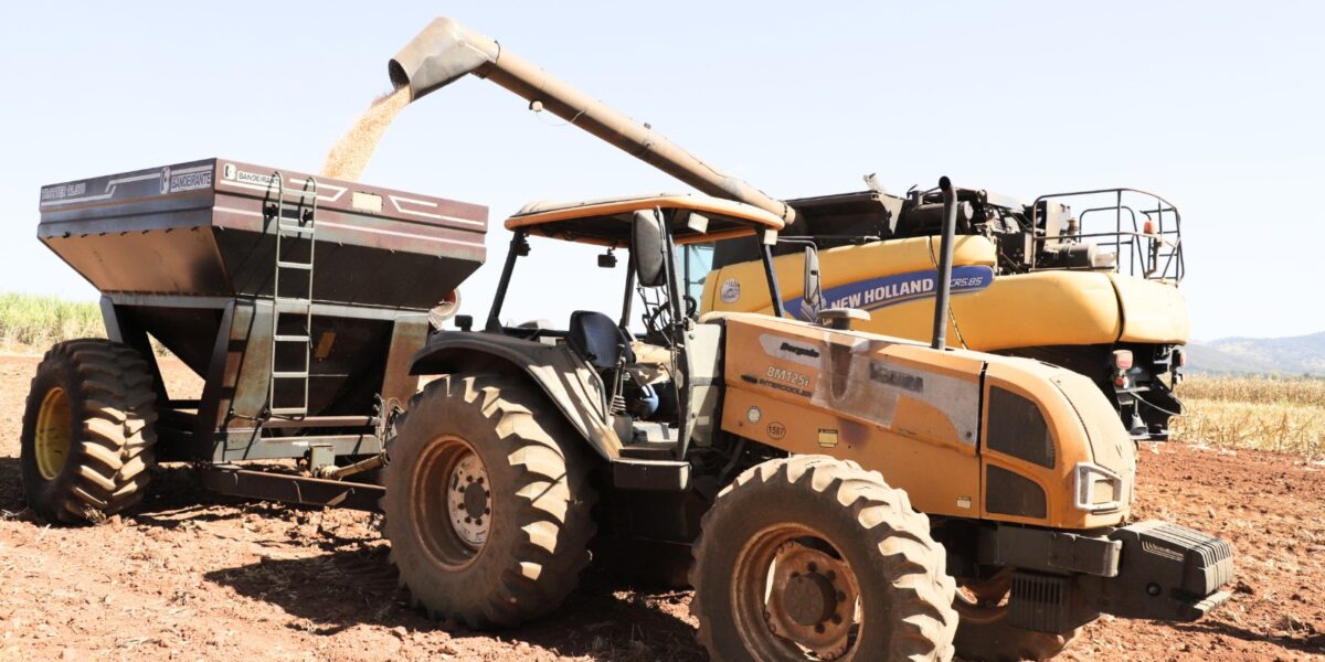 Emater Goiás inicia colheita de milho na Estação Experimental Santa Vitória