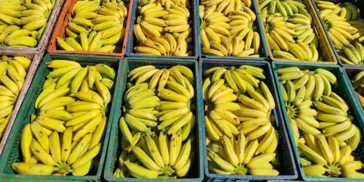 Governo de Goiás classifica 134 propostas no PAA Quilombola 2025