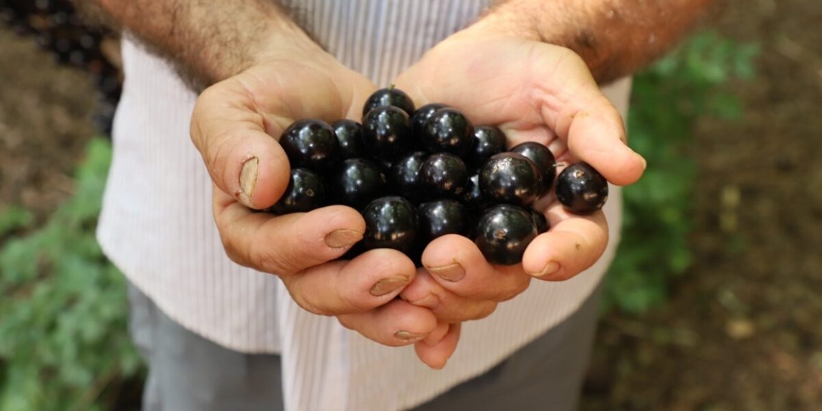 Hidrolândia abre oficialmente a temporada de jabuticaba 2025