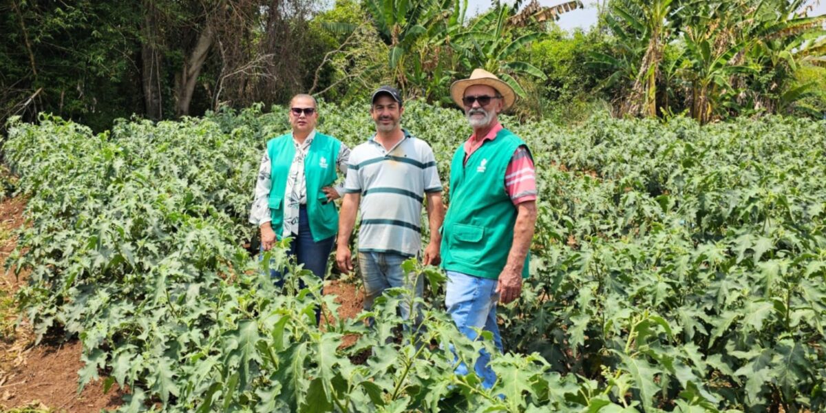 Acompanhamento técnico da Emater Goiás potencializa resultados do Agro é Social