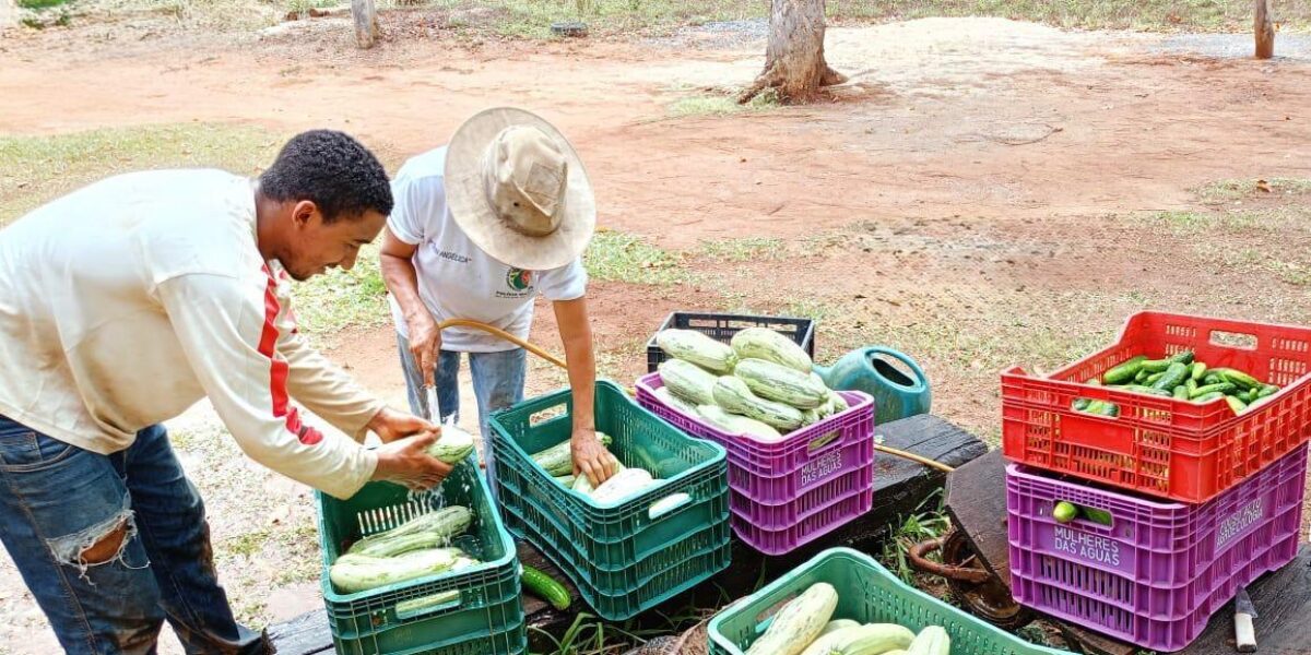 Governo de Goiás divulga resultado final do PAA Goiás 2025