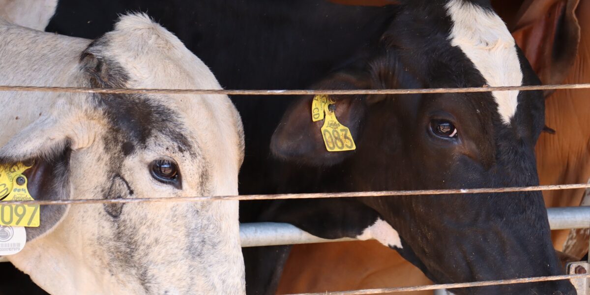 Governo de Goiás divulga resultado final do Programa de Melhoramento Genético Bovino