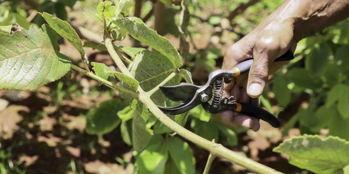 Emater Goiás abre novo formulário para viveiristas interessados em adquirir hastes de pequi