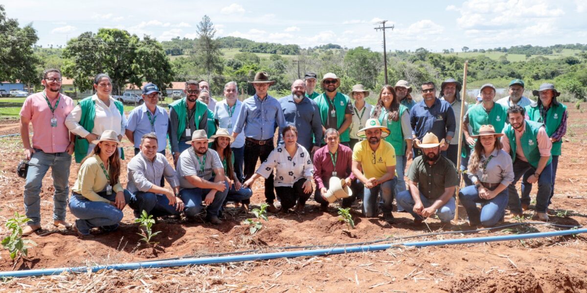 Emater Goiás realiza Dia de Campo e inicia plantio de café arábica em sistema ILPF na Estação Santa Vitória