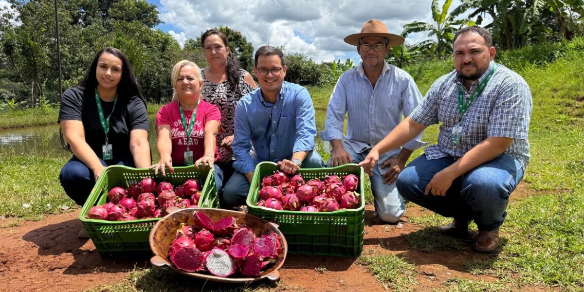 Assistência técnica da Emater Goiás transforma cultivo de pitaia em fonte de renda em Aragoiânia