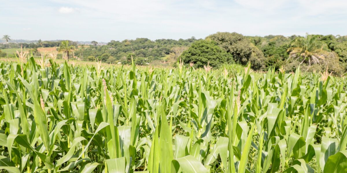 Semear Social já mostra resultados e lavouras de milho começam a crescer nas propriedades atendidas