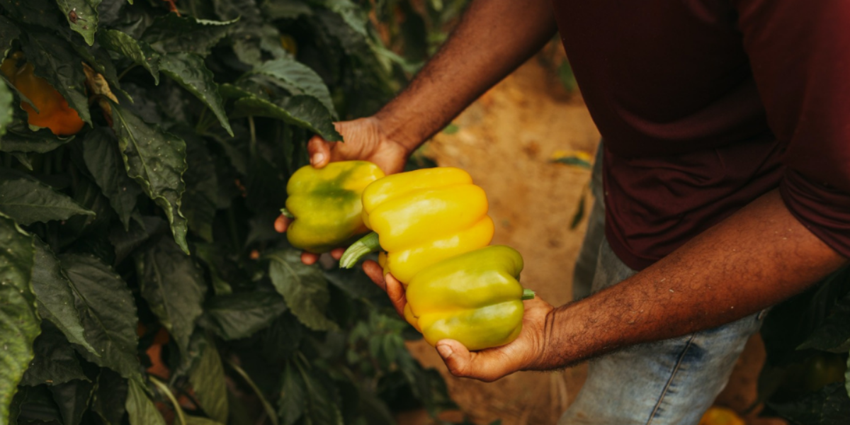 Prazo para cadastro no Programa de Aquisição de Alimentos termina nesta terça-feira, 18