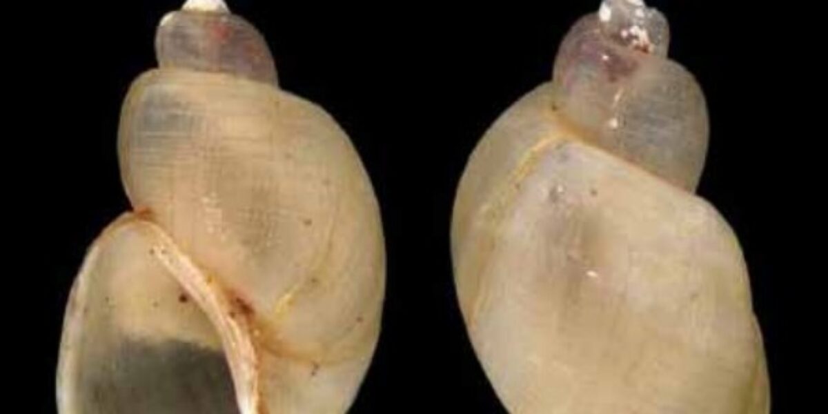 Formosa e Cristalina entram em Plano de conservação de espécies ameaçadas de extinção