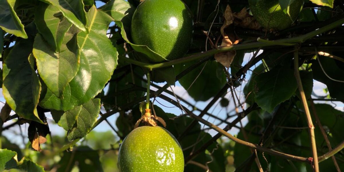 Inscrições para o Projeto de Fruticultura Irrigada do Vão do Paranã seguem até 26 de janeiro