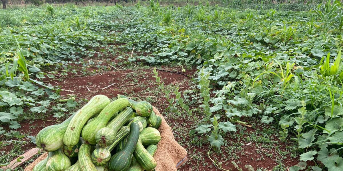 Entorno revela força da mulher na agricultura familiar