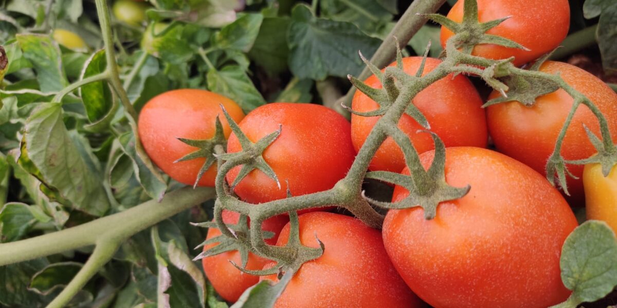 Cristalina e Luziânia se destacam na produção de tomate em Goiás